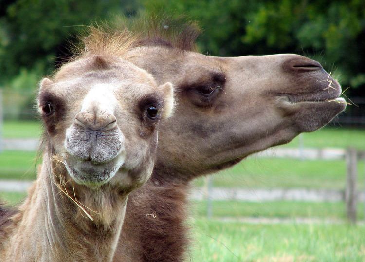 Bactrian camel Bactrian camel Wikipedia