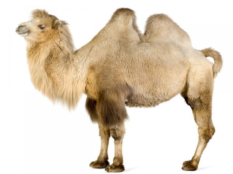 Bactrian camel animalsaddacomwpcontentuploads201305Bactria