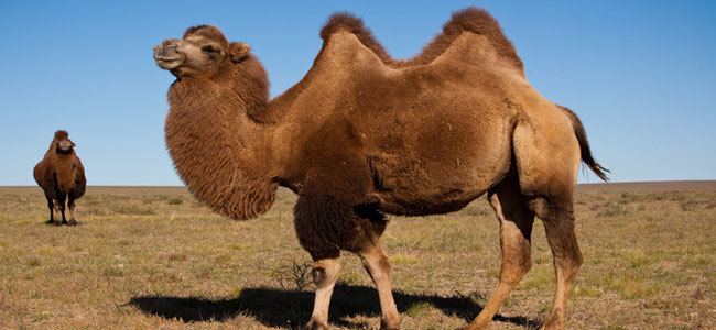 Bactrian camel Bactrian Camel Facts History Useful Information and Amazing Pictures