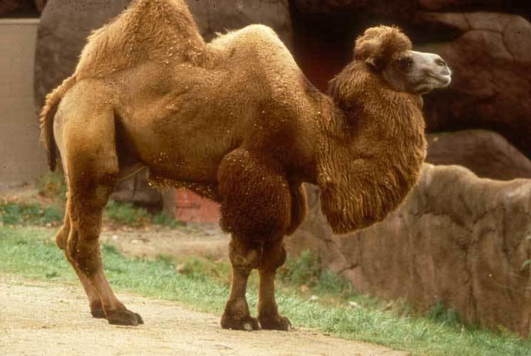 Bactrian camel Bactrian Camel Saint Louis Zoo