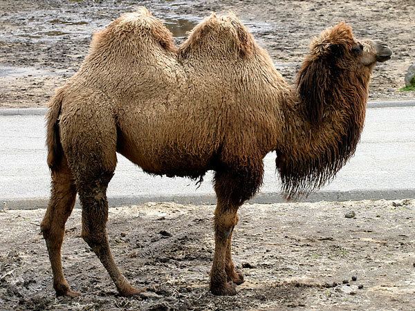 Bactrian camel Wild Bactrian CamelEndangered animals listOur endangered animals