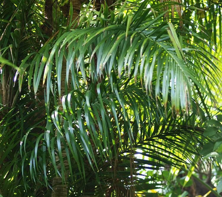 Bactris Bactris gasipaes Identifying Commonly Cultivated Palms