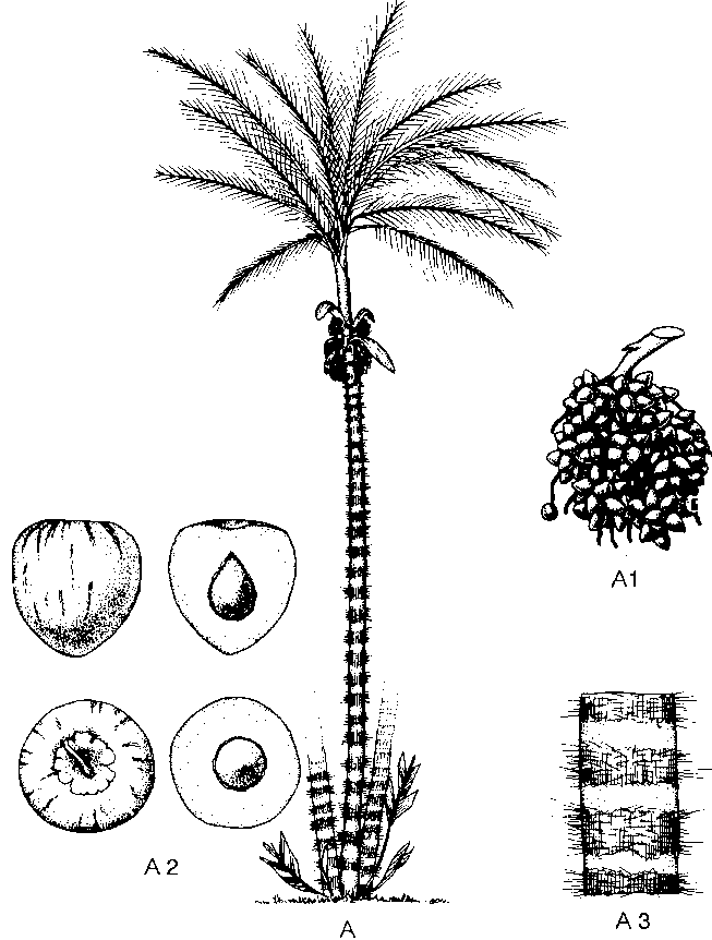 Bactris gasipaes Ch21