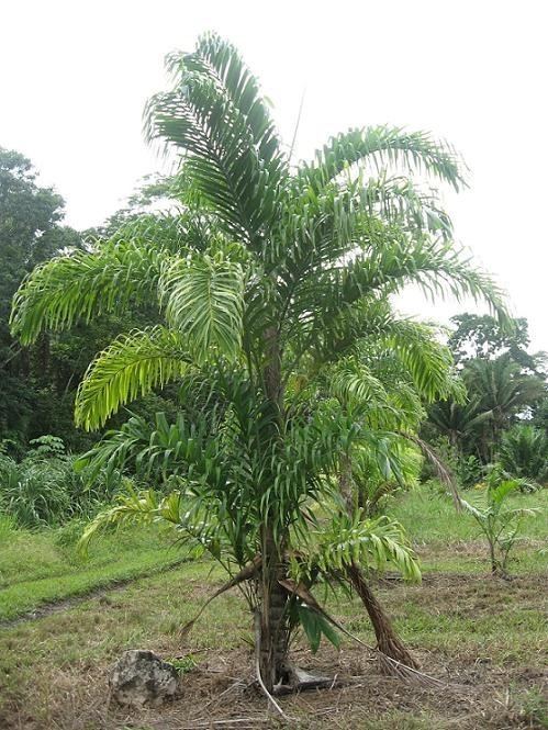 Bactris gasipaes PALMS Bactris Bactris gasipaes Edible Fruits pkt of 100 palm seed