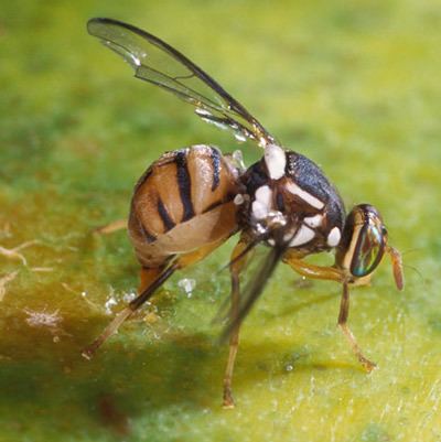 Bactrocera dorsalis oriental fruit fly Bactrocera dorsalis