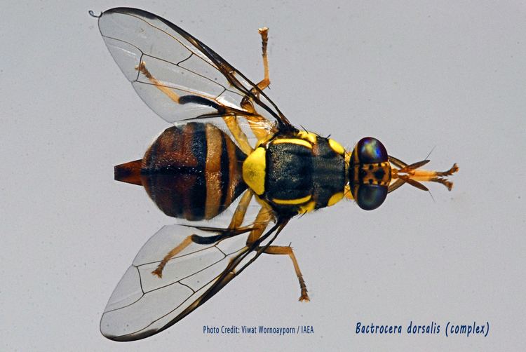 Bactrocera dorsalis Picture Gallery Bactrocera dorsaliscomplexPhotocredit Viwat