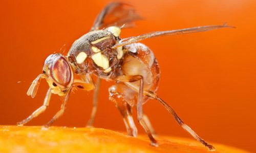 Bactrocera dorsalis oriental fruit fly Bactrocera dorsalis
