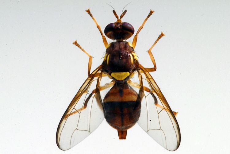 Bactrocera tryoni Threats amp Impacts of Introduction Information on Queensland fruit