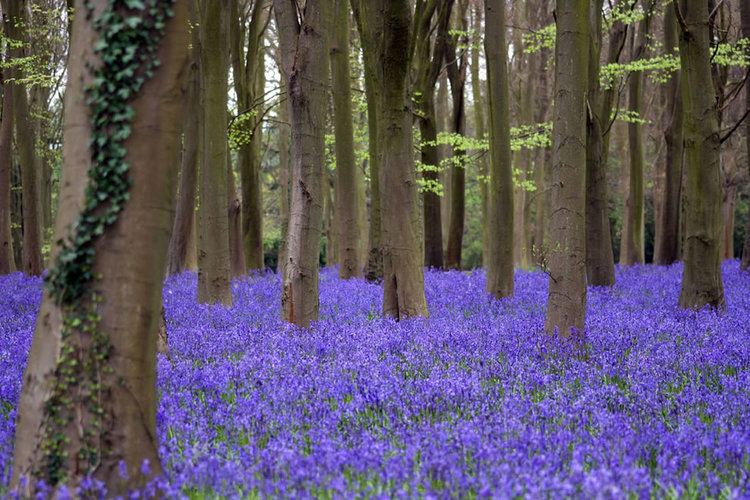 Badbury Hill Enchanted Forests Carpeted in Beautiful Bluebells