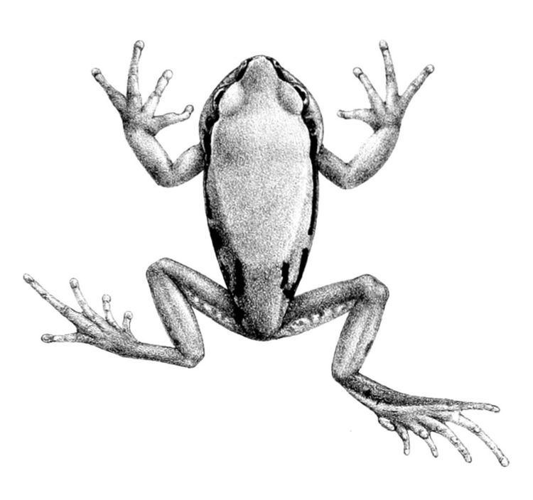 Badditu forest tree frog