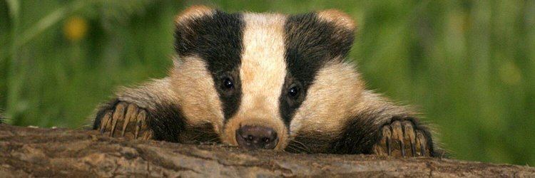 Badger Cheshire Badger TB Survey Institute of Infection and Global Health