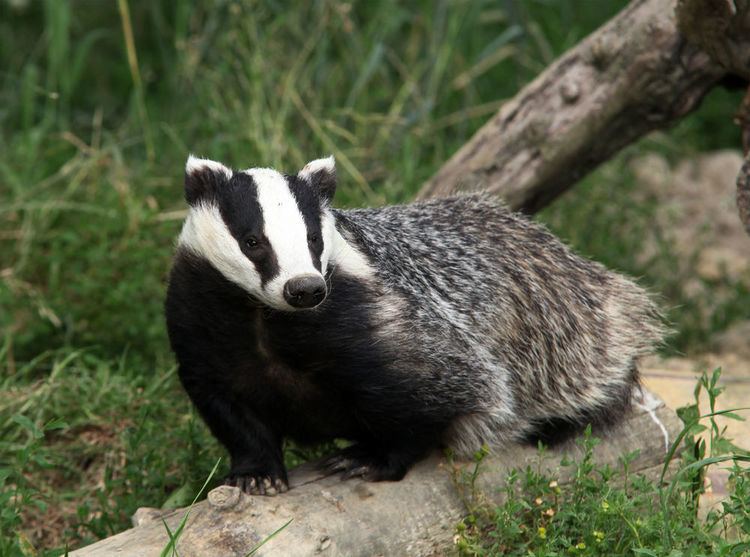 Badger Facts About Badgers
