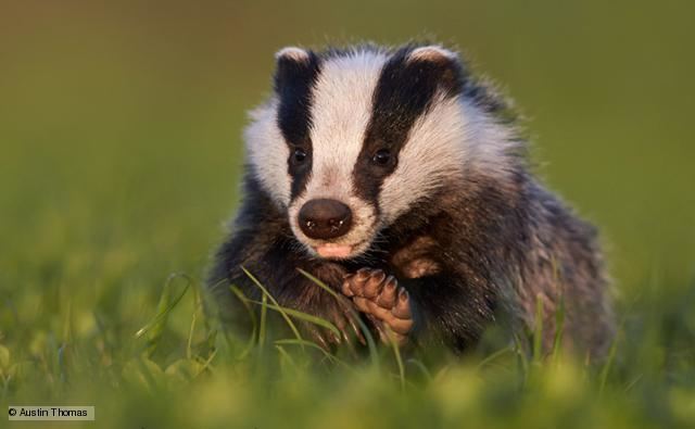 Badger BBC Nature Badger videos news and facts