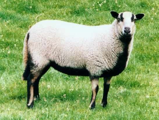 Badger Face Welsh Mountain (sheep) - Alchetron, the free social ...