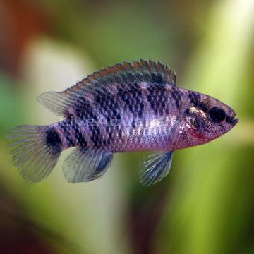 Badis badis Tropical Fish for Freshwater Aquariums Badis