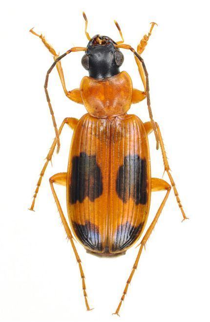 Badister Genus Badister Clairville 1806 90 Carabidae