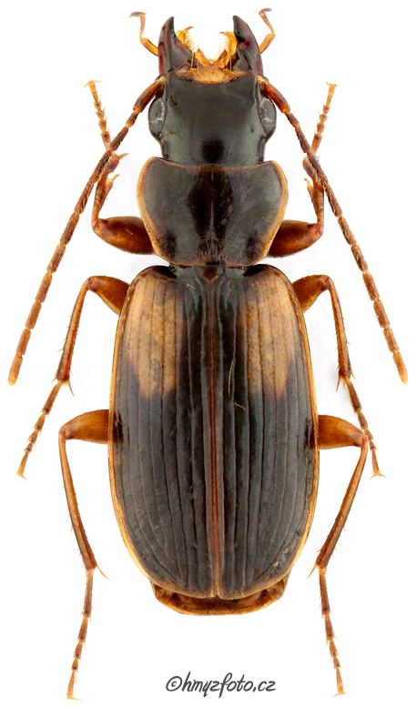 Badister Genus Badister Clairville 1806 90 Carabidae