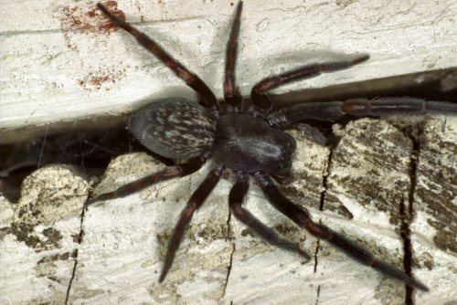 Badumna Lace web spiders