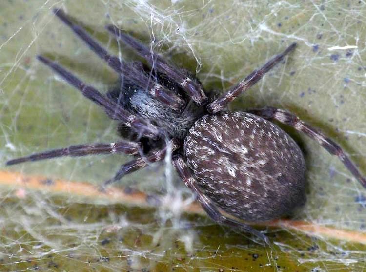 Badumna Badumna insignis Koch Black House Spider