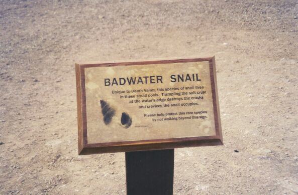 Badwater snail wwwpanamintcitycombasinimagebw14jpg