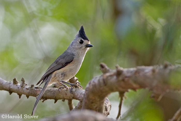 Baeolophus Blackcrested Titmouse Baeolophus atricristatus Nature Notes