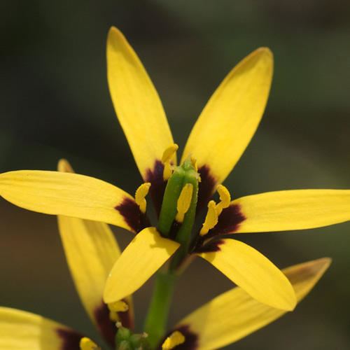 Baeometra BAEOMETRA UNIFLORA SEEDS Beetle Lily