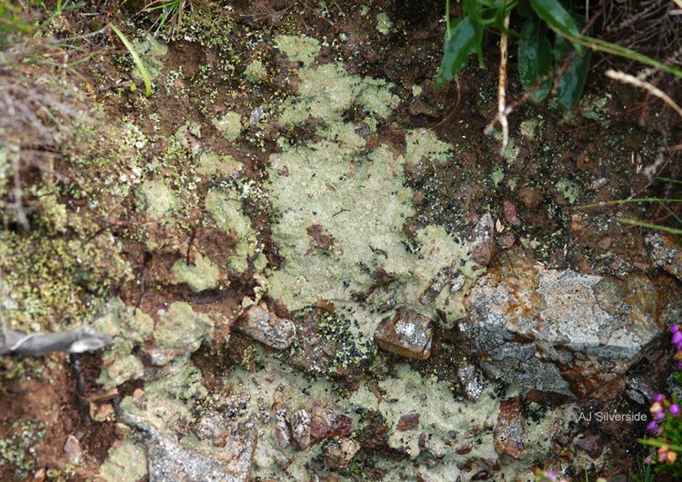 Baeomyces rufus Baeomyces rufus images of British lichens