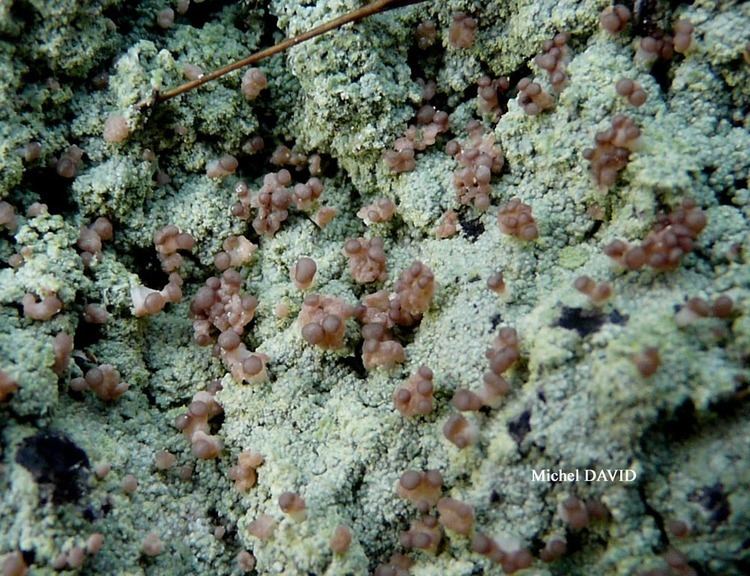 Baeomyces rufus Lichens marins