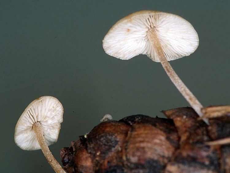 Baeospora myosura California Fungi Baeospora myosura