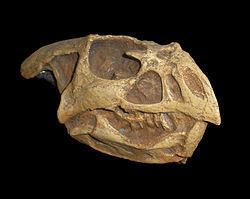 Bagaceratops httpsuploadwikimediaorgwikipediacommonsthu