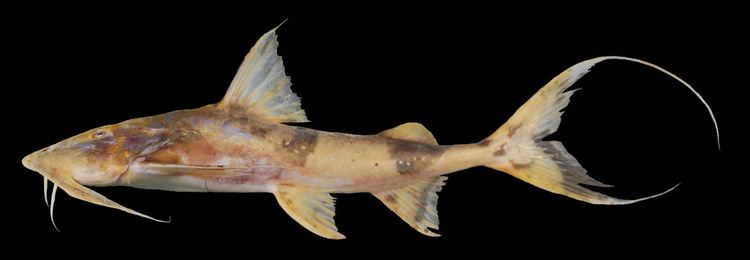 Bagarius Goonch Catfish Bagarius ID and Care Guide 101