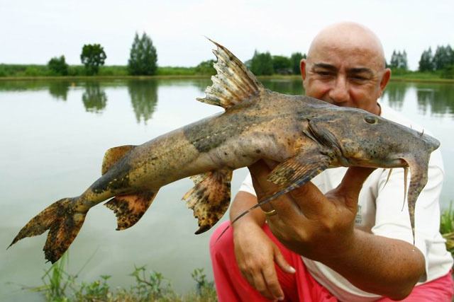 Bagarius bagarius Fish Identification