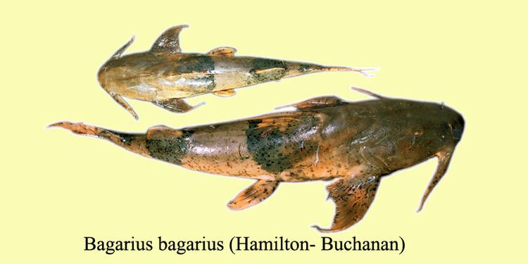 Bagarius bagarius FileBagarius bagarius copyjpg Wikipedia