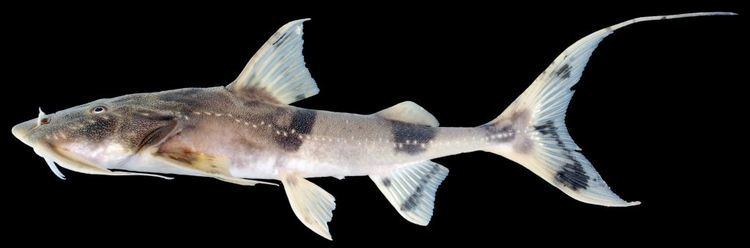 Bagarius bagarius Goonch Catfish Bagarius ID and Care Guide 101