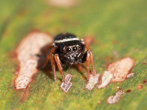 Bagheera (spider) Kepikiran Lagi Top 10 Bizarre Spiders