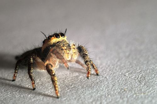 Bagheera (spider) Bagheera kiplingi at Arachnida Araneae Salticidae jumping spiders