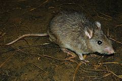 Bagobo rat httpsuploadwikimediaorgwikipediacommonsthu