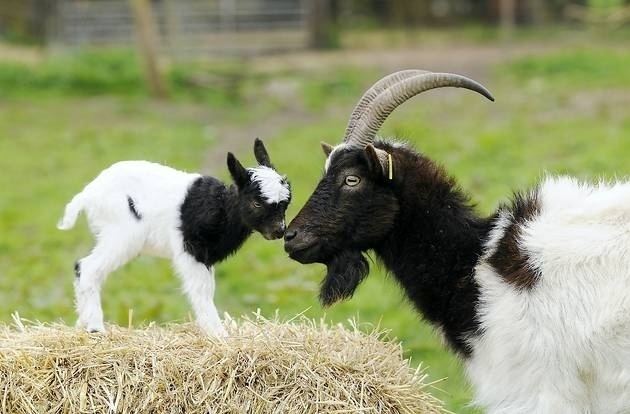 Bagot goat Photo Gallery Rare Bagot goats born at Wells by Ian Burt News