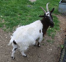 Bagot goat httpsuploadwikimediaorgwikipediacommonsthu