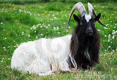 Bagot goat Goat breeds Bagot Goat