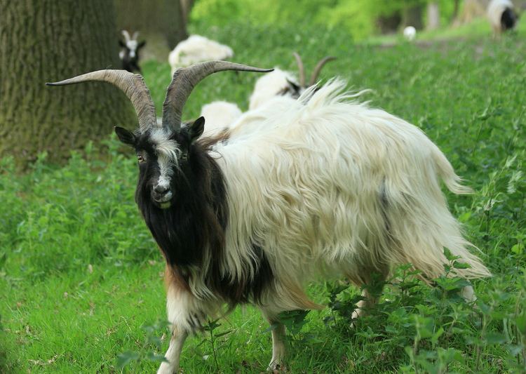 Bagot goat Bagot goat Leven39s Park Cumbria Arctic Al Flickr
