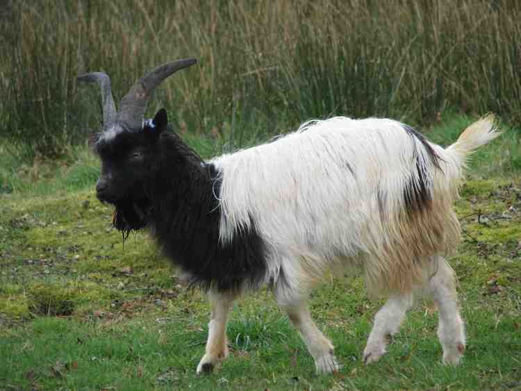 Bagot goat About Bagot Goats The Bagot Goat Society