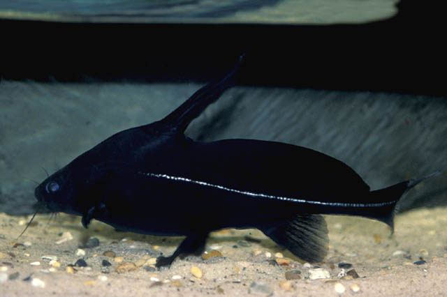 Bagrichthys Fish Identification