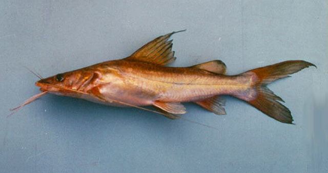 Bagridae Fish Identification