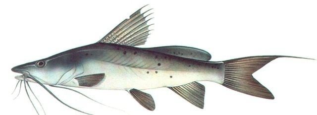 Bagrus SILURIFORM FISHES 1