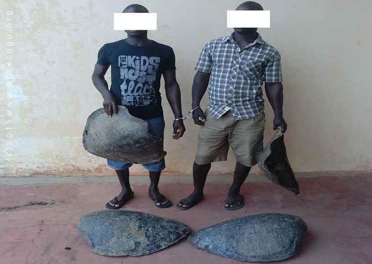 Baguida TOGO Arrest of two traffickers of sea turtle at Baguida ANCE TOGO
