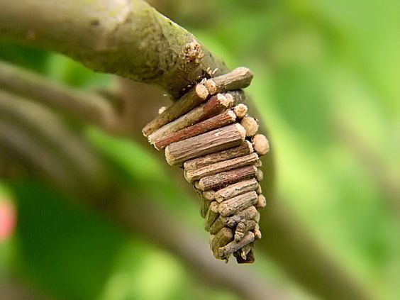 Bagworm moth A quotlogcabinquot case of a case moth bagworm moth family Psychidae