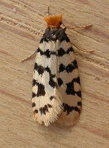 Bagworm moth httpsuploadwikimediaorgwikipediacommonsthu
