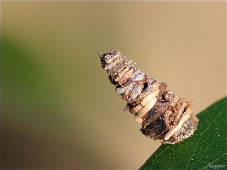 Bagworm moth Log House39 Like Cocoon of The Bagworm Moth Amusing Planet