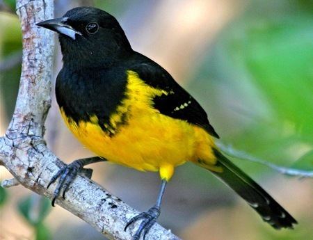 Bahama oriole - Alchetron, The Free Social Encyclopedia